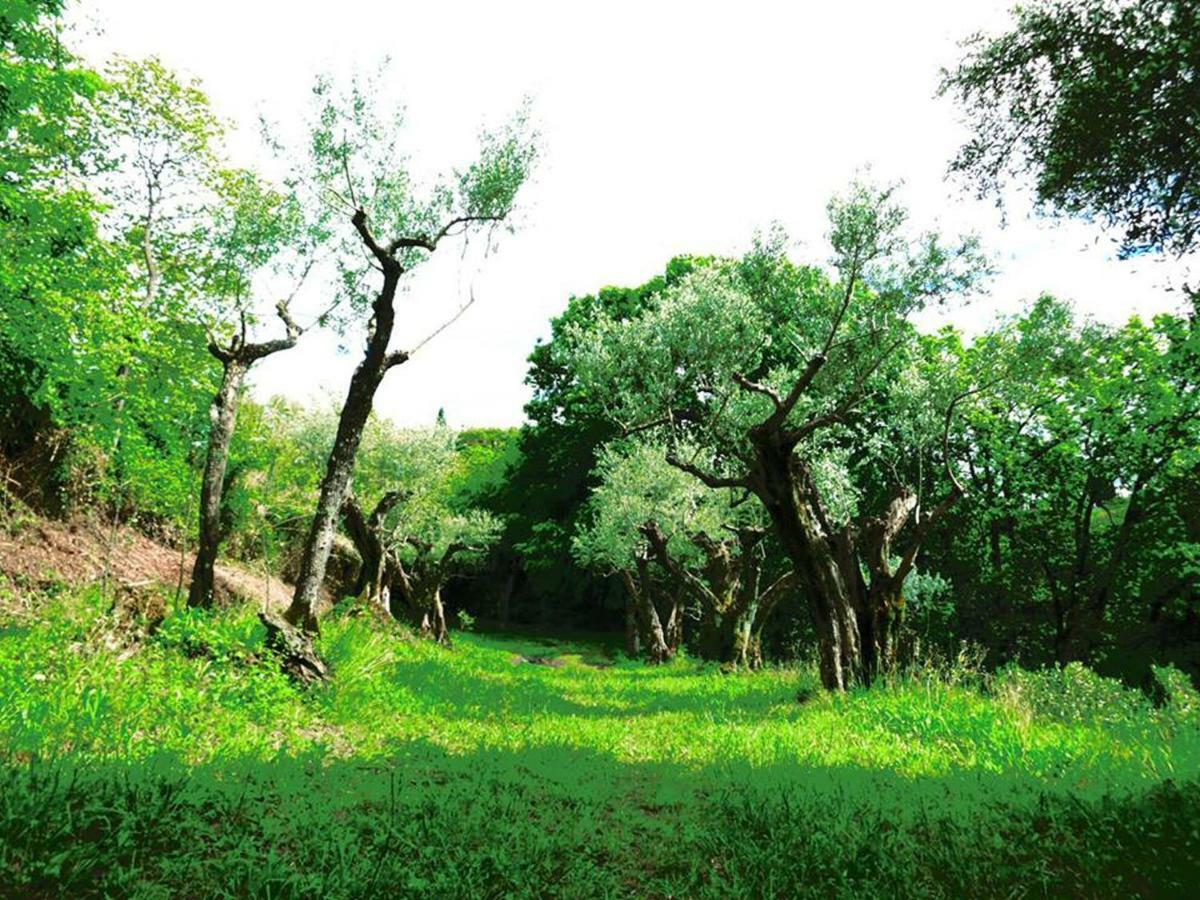 Argentella House Villa Palombara Sabina Bagian luar foto